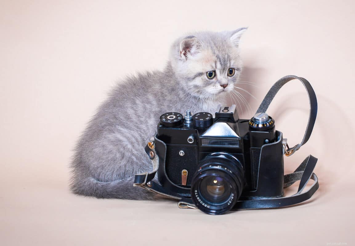 18 Must‑Love Cat Breeds That Are Truly Cool