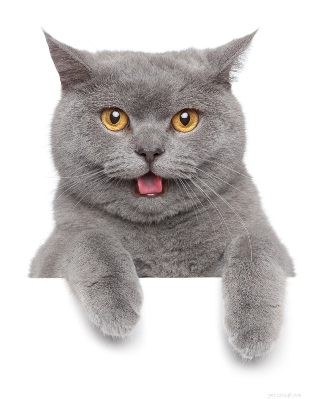 18 Must‑Love Cat Breeds That Are Truly Cool