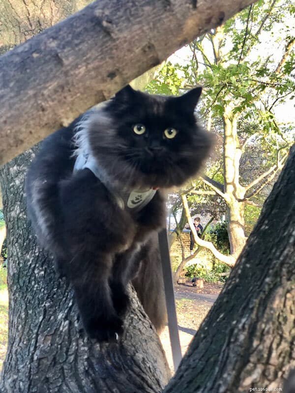 18 Must‑Love Cat Breeds That Are Truly Cool
