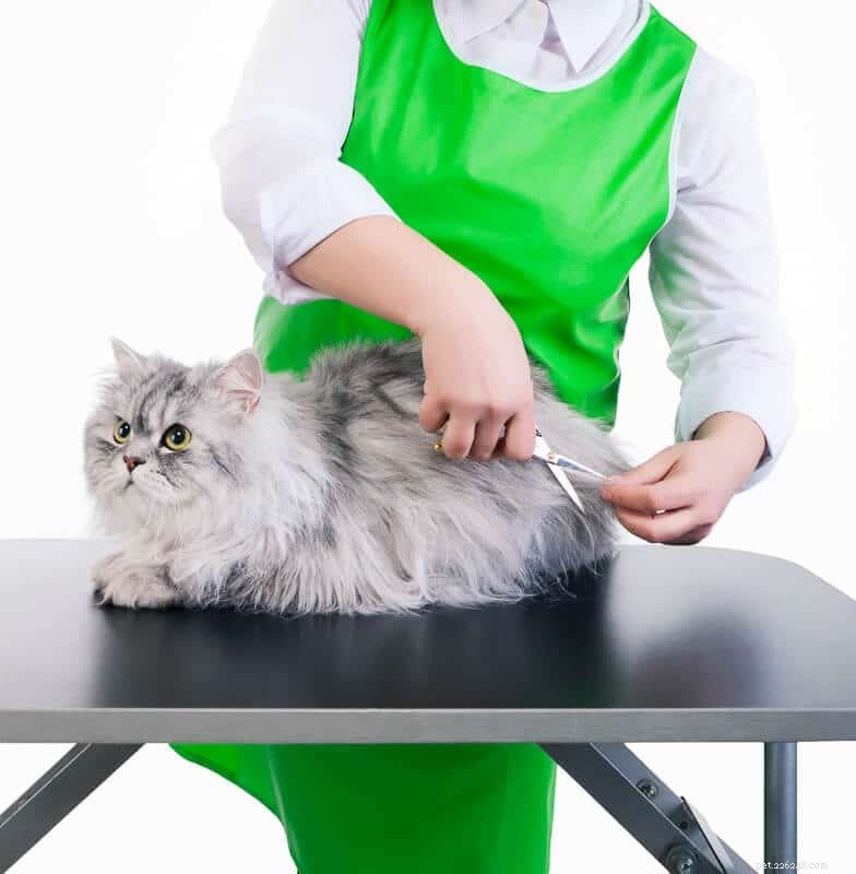 18 Must‑Love Cat Breeds That Are Truly Cool