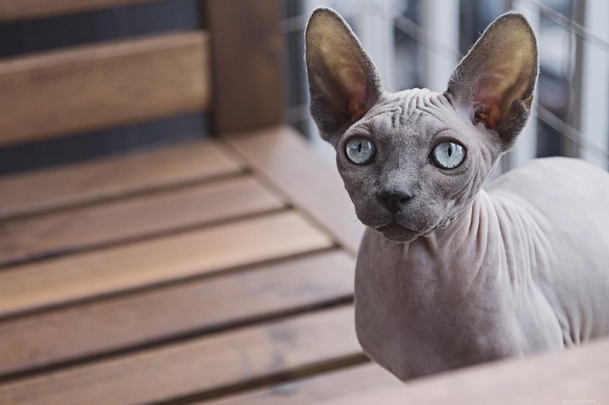18 Must‑Love Cat Breeds That Are Truly Cool