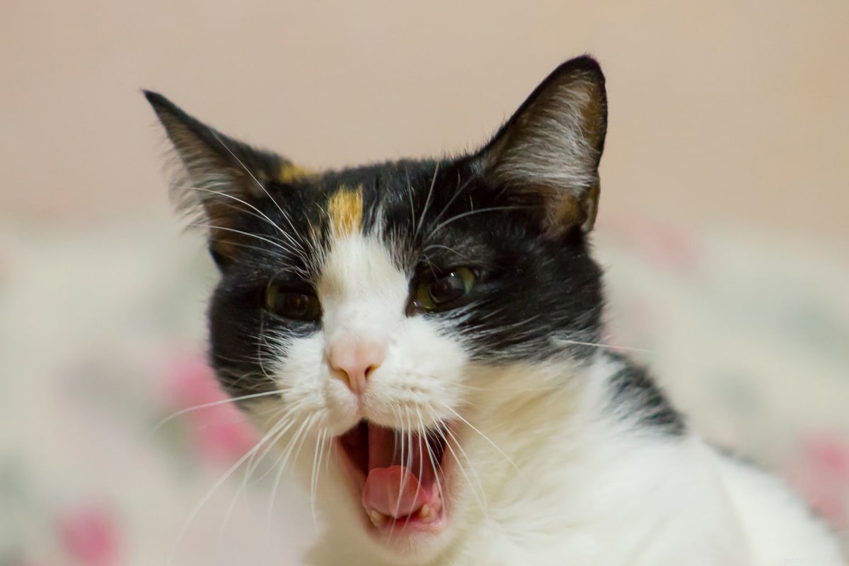 18 Must‑Love Cat Breeds That Are Truly Cool