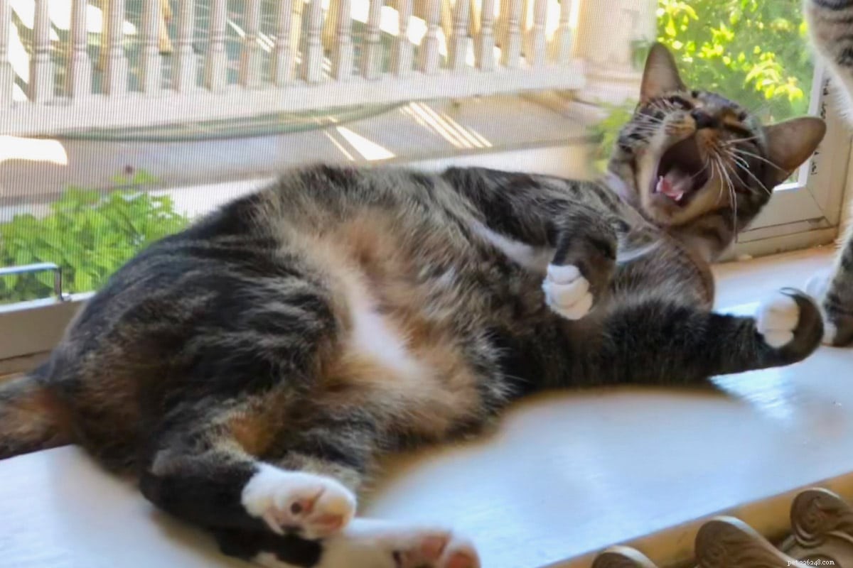 18 Must‑Love Cat Breeds That Are Truly Cool