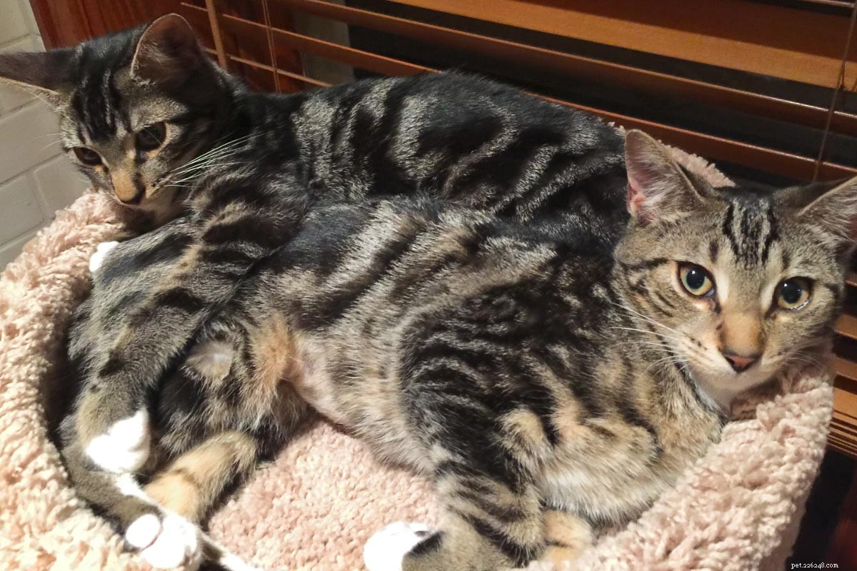 18 Must‑Love Cat Breeds That Are Truly Cool