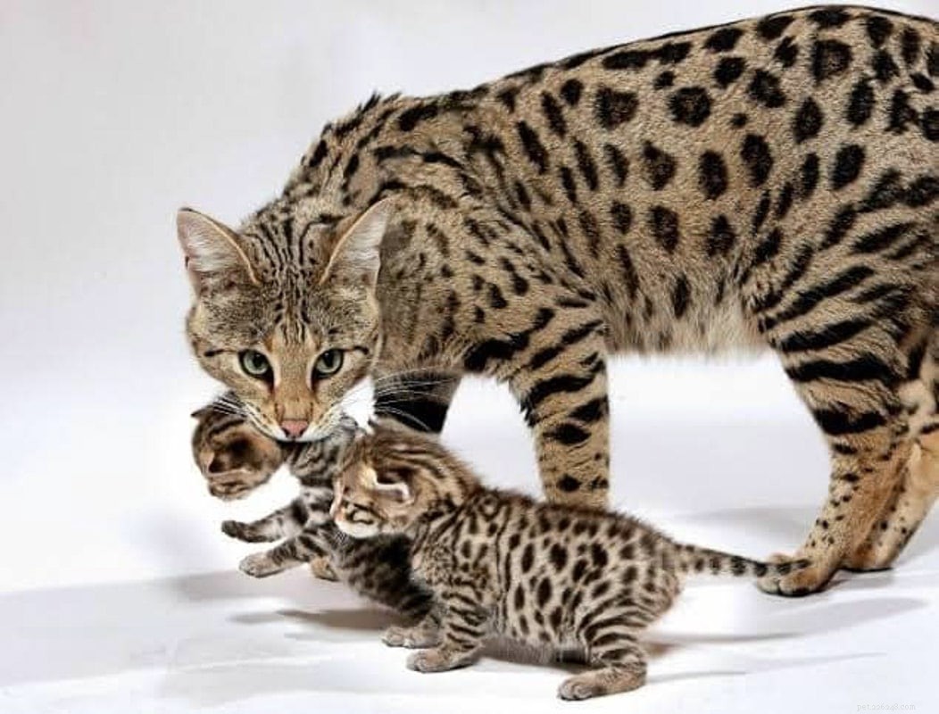 18 Must‑Love Cat Breeds That Are Truly Cool