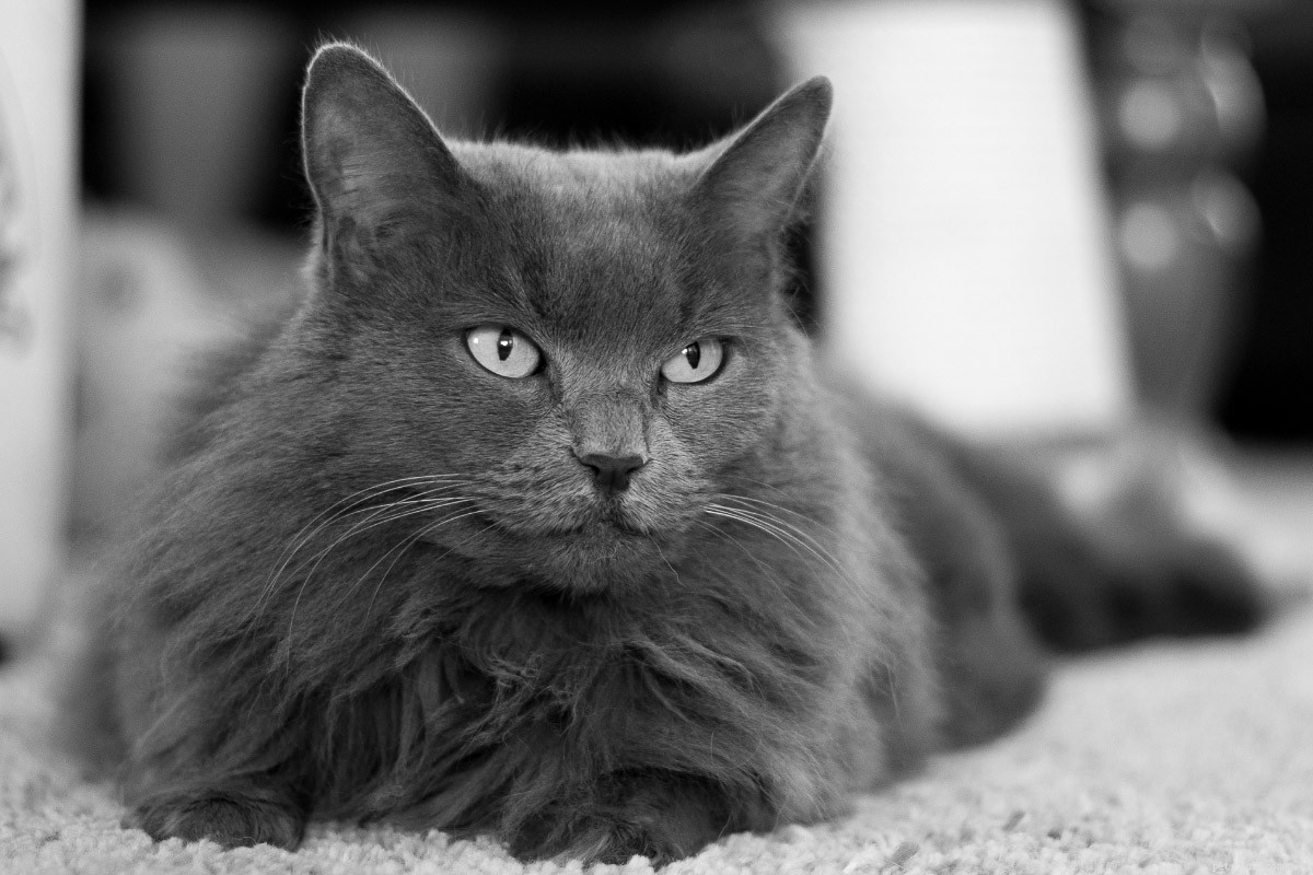 15 Stunning Grey Cat Breeds That Will Capture Your Heart