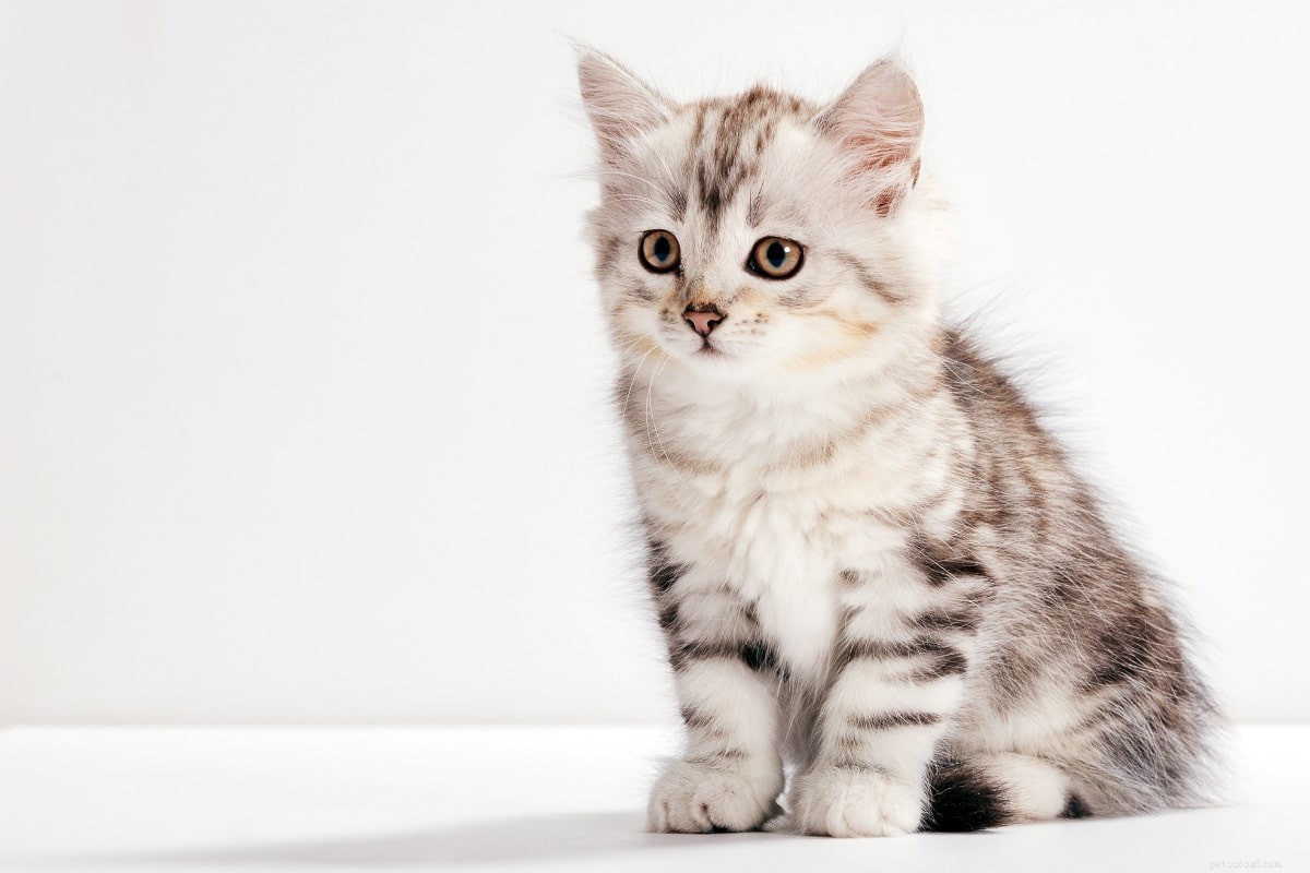 15 Stunning Grey Cat Breeds That Will Capture Your Heart