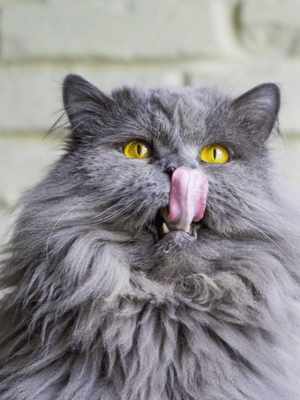 15 Stunning Grey Cat Breeds That Will Capture Your Heart