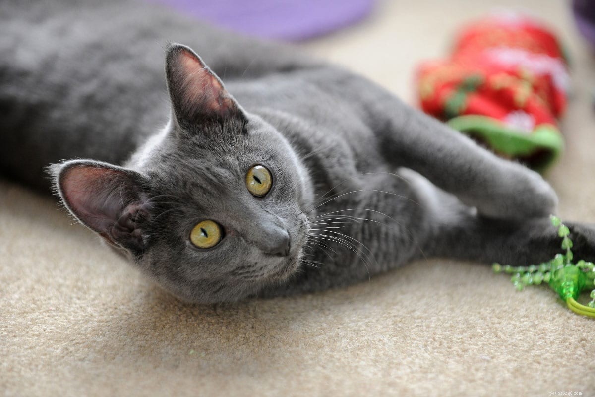 15 Stunning Grey Cat Breeds That Will Capture Your Heart
