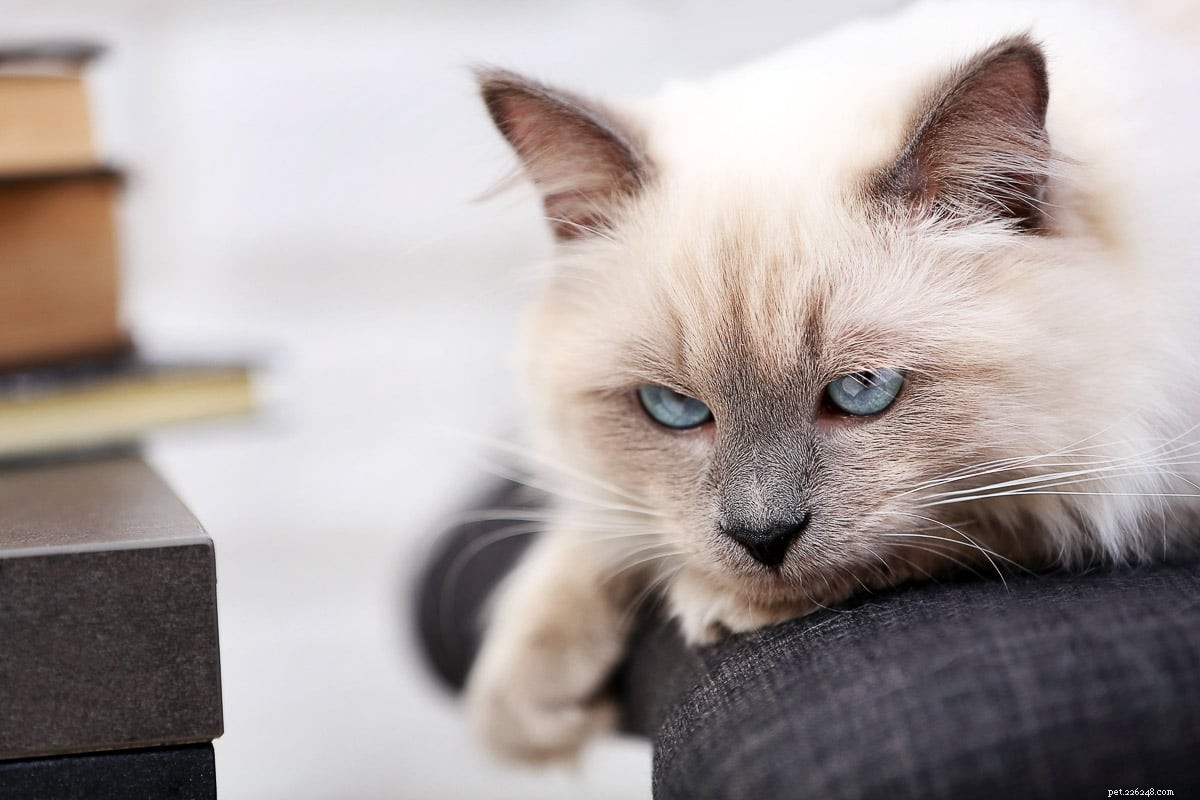 15 Stunning Grey Cat Breeds That Will Capture Your Heart