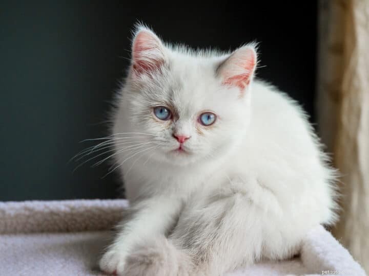 Top 12 Petite Cat Breeds Perfect for Small Spaces