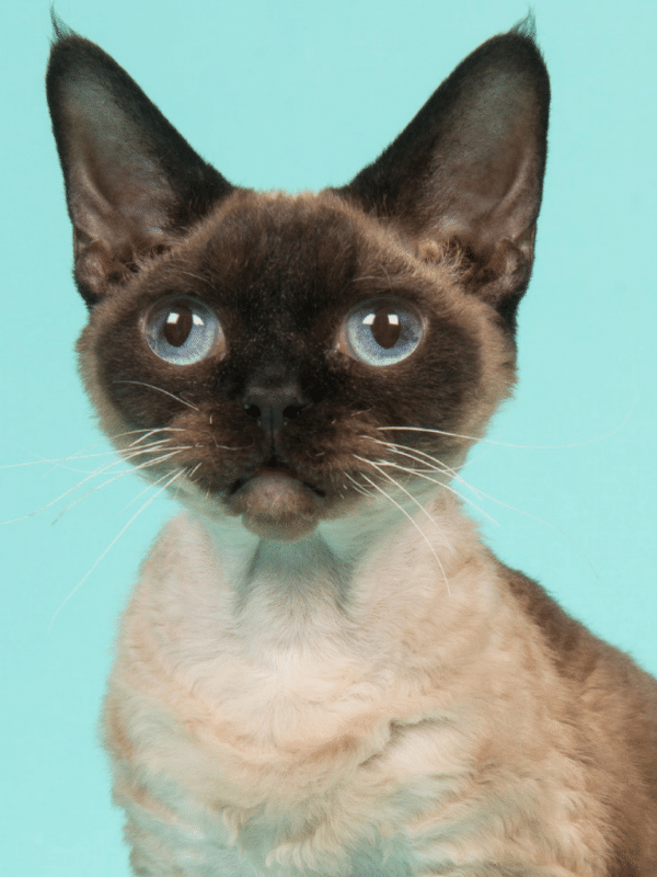 Top 12 Petite Cat Breeds Perfect for Small Spaces