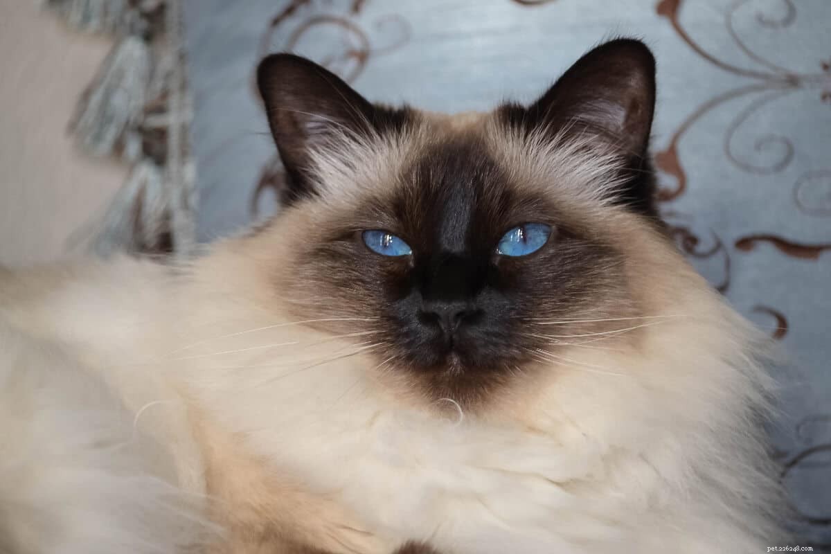 Top 12 Petite Cat Breeds Perfect for Small Spaces