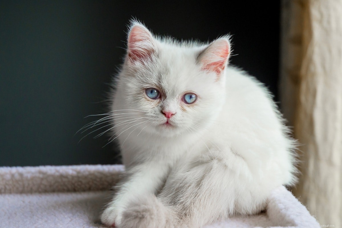 Top 12 Petite Cat Breeds Perfect for Small Spaces