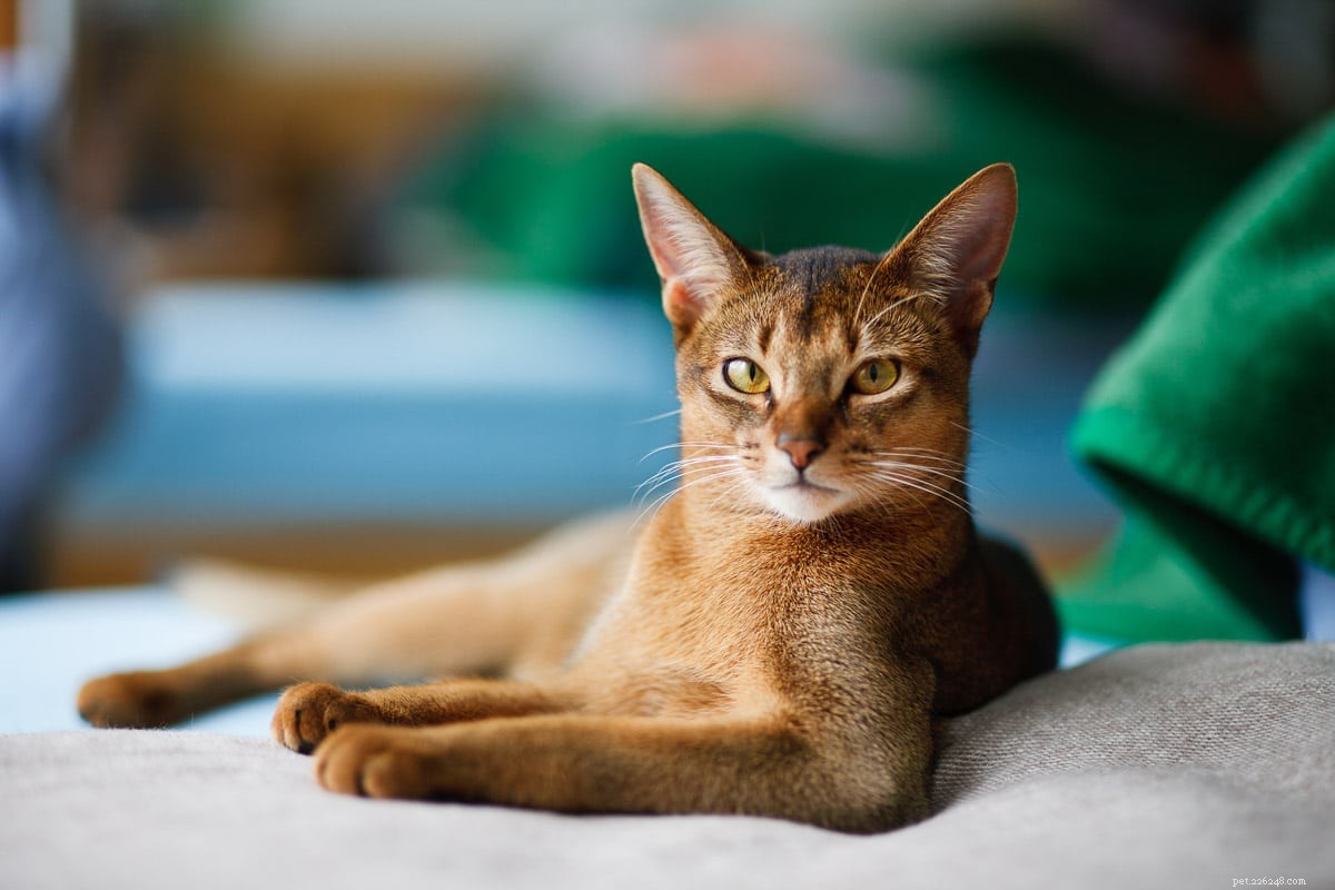 Top 12 Petite Cat Breeds Perfect for Small Spaces
