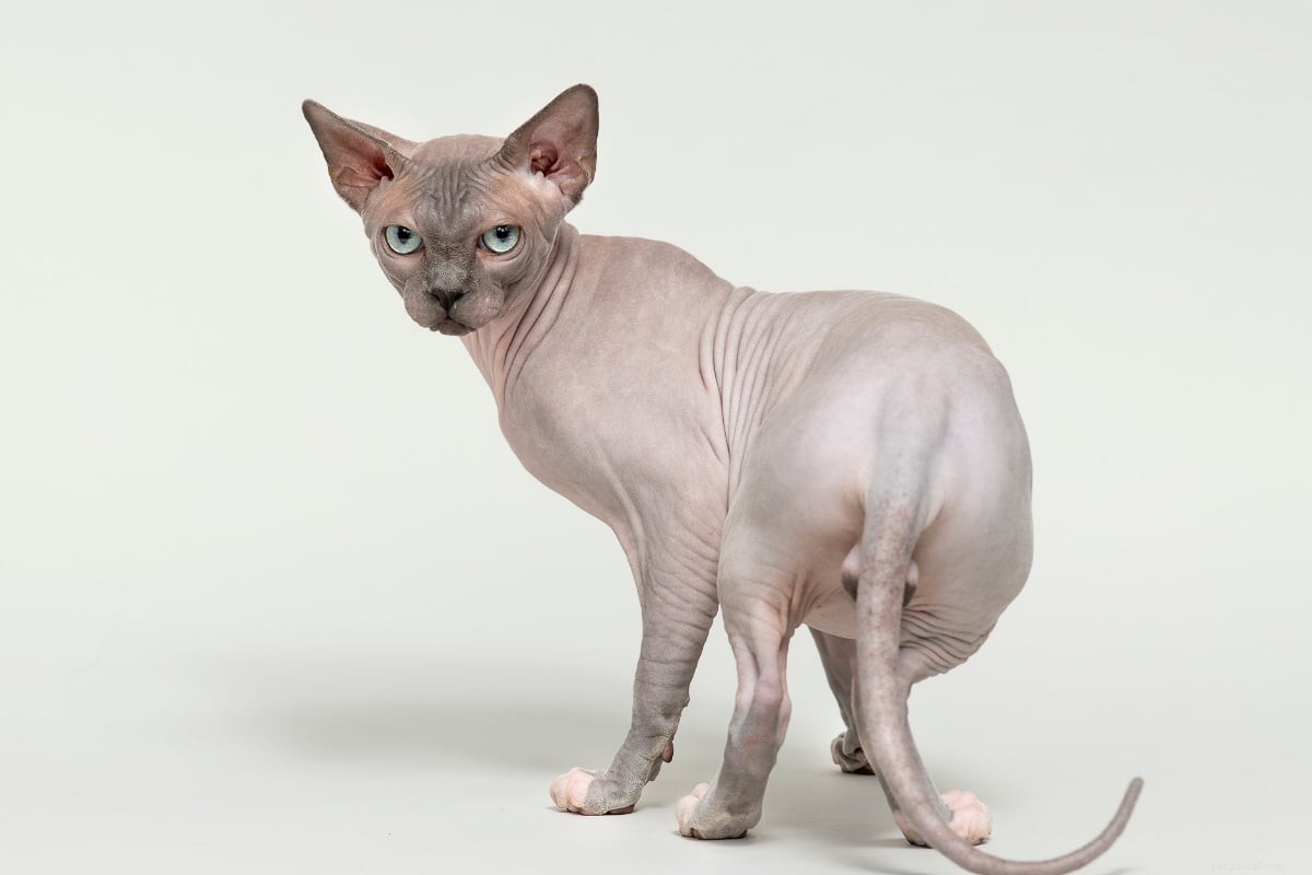 Top 12 Petite Cat Breeds Perfect for Small Spaces
