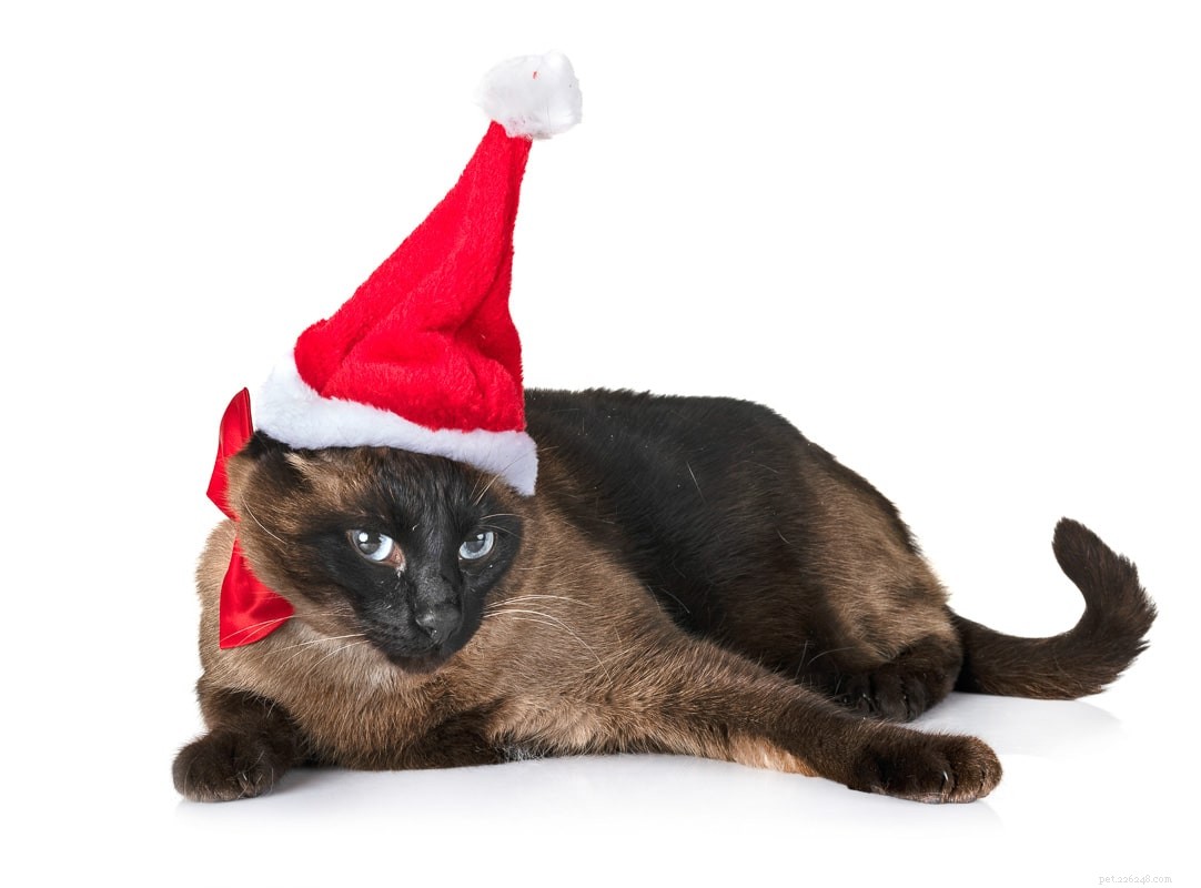 11 Irresistible Blue‑Eyed Cat Breeds You’ll Love