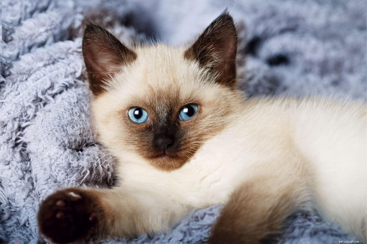 11 Irresistible Blue‑Eyed Cat Breeds You’ll Love
