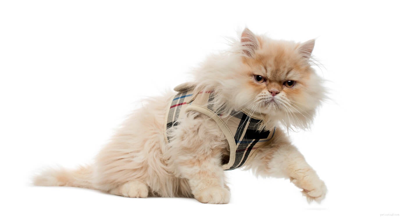 11 Irresistible Blue‑Eyed Cat Breeds You’ll Love
