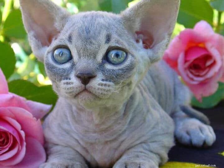 22 Hidden Cat Breeds You Likely Haven t Heard Of
