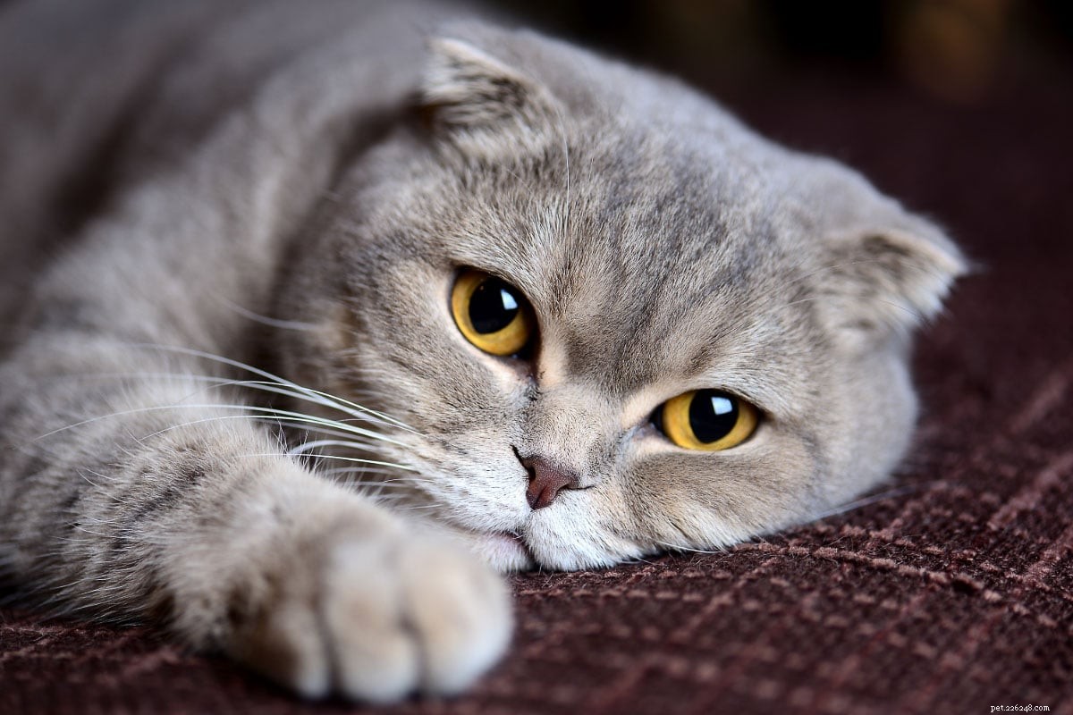 22 Hidden Cat Breeds You Likely Haven t Heard Of