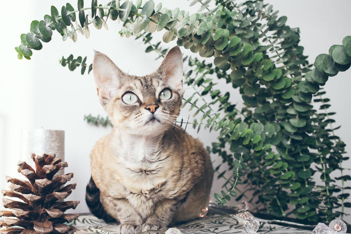 22 Hidden Cat Breeds You Likely Haven t Heard Of