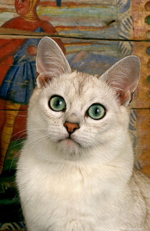 22 Hidden Cat Breeds You Likely Haven t Heard Of