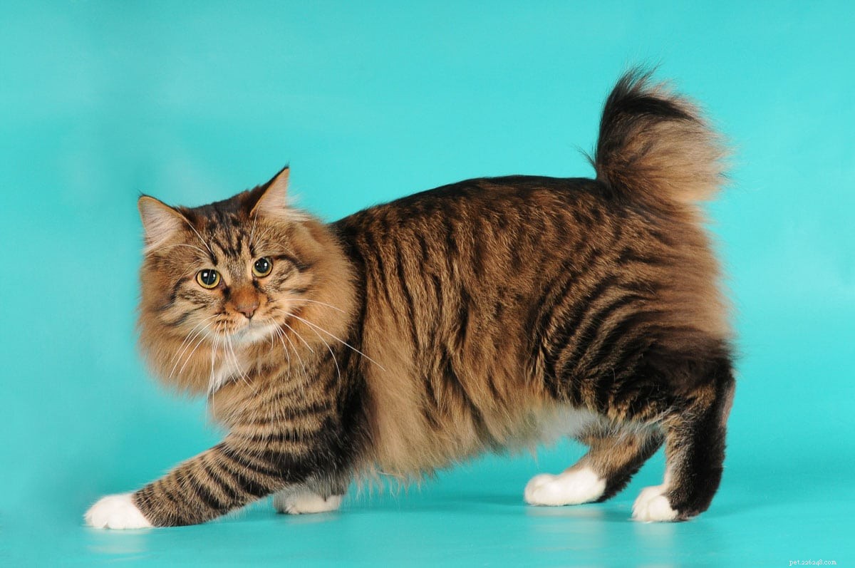 22 Hidden Cat Breeds You Likely Haven t Heard Of