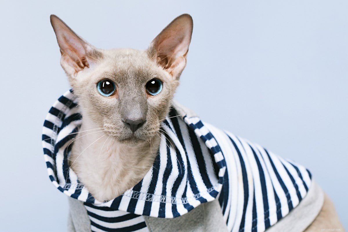 22 Hidden Cat Breeds You Likely Haven t Heard Of