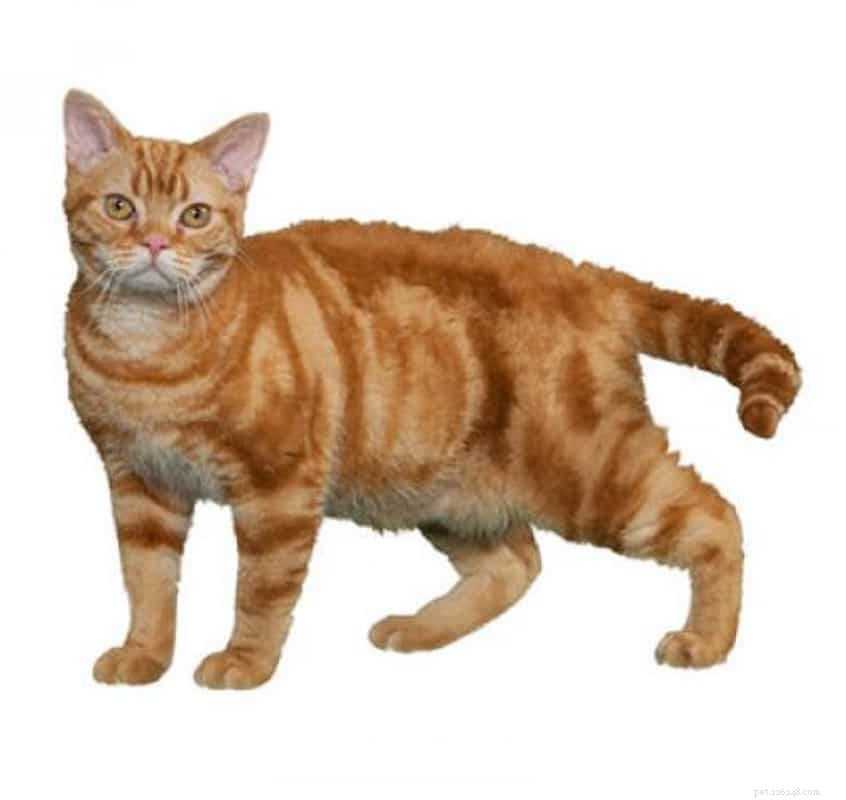 22 Hidden Cat Breeds You Likely Haven t Heard Of