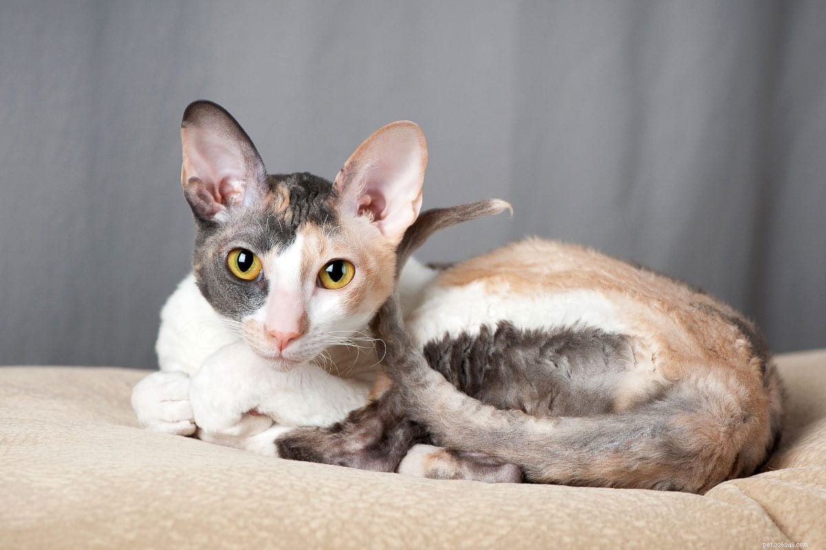 22 Hidden Cat Breeds You Likely Haven t Heard Of
