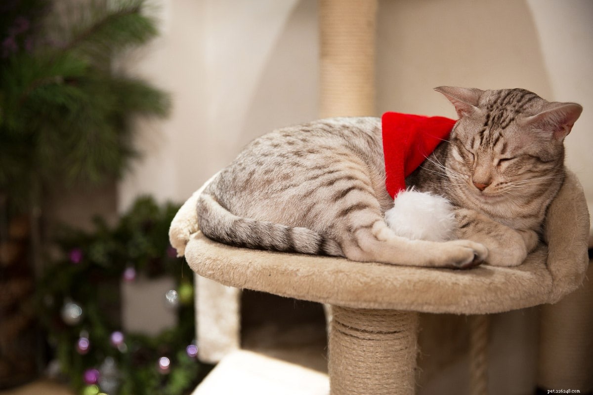 22 Hidden Cat Breeds You Likely Haven t Heard Of