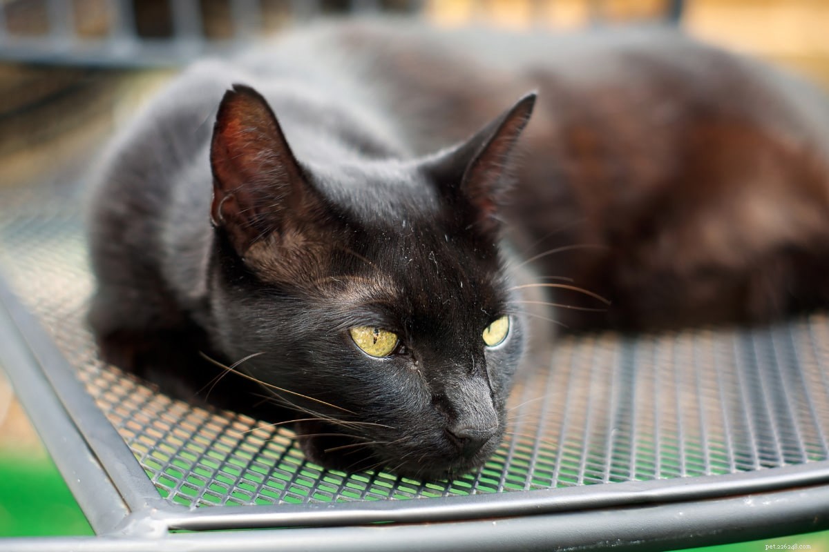 22 Hidden Cat Breeds You Likely Haven t Heard Of