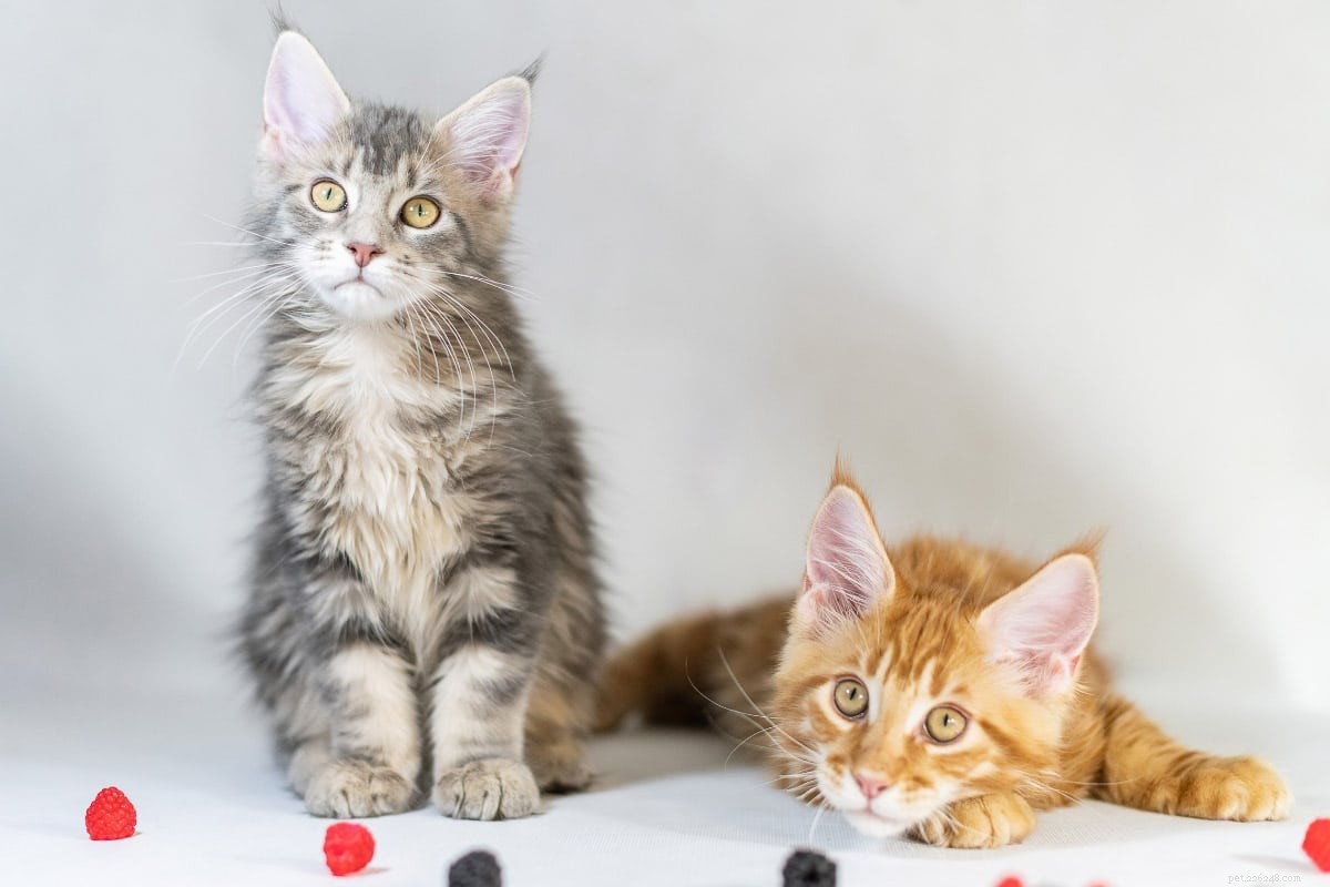Top 15 Maine Coon Colors & Patterns: A Comprehensive Guide