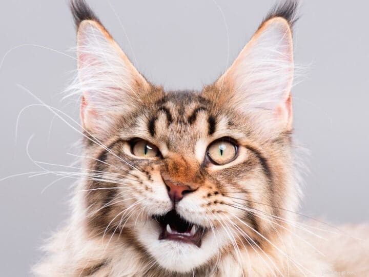 Top 15 Maine Coon Colors & Patterns: A Comprehensive Guide