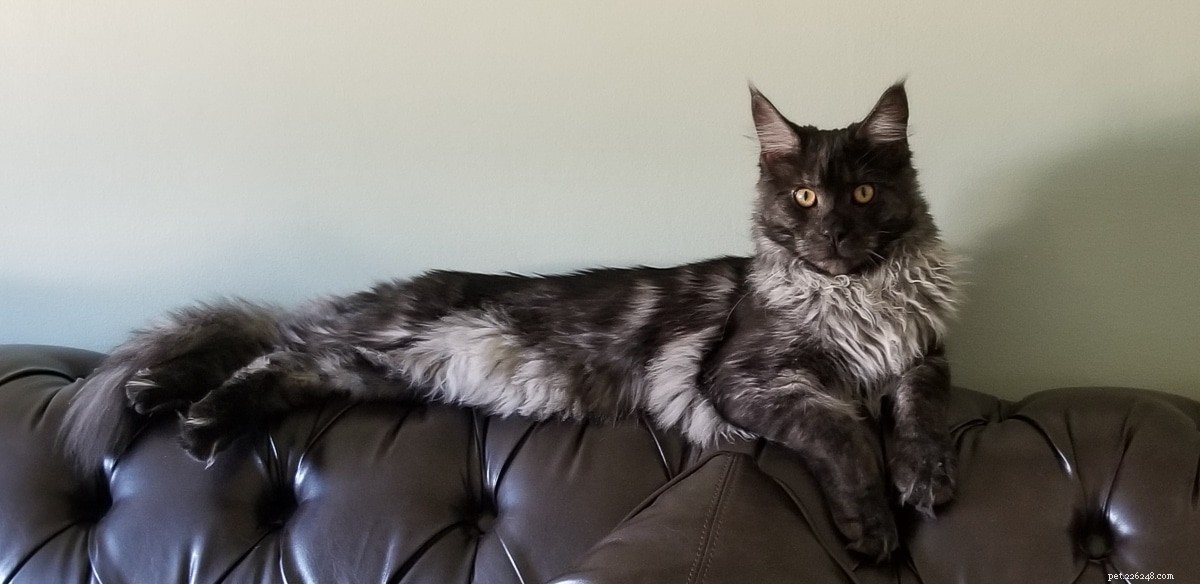 Top 15 Maine Coon Colors & Patterns: A Comprehensive Guide