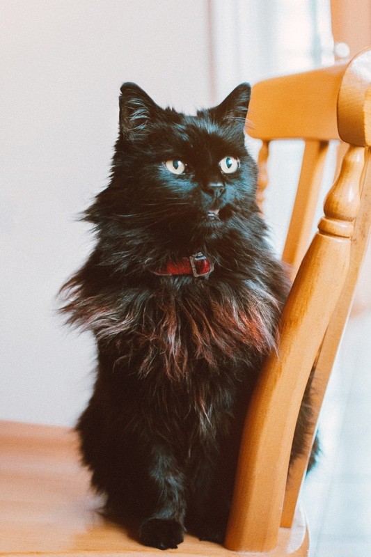 Top 15 Maine Coon Colors & Patterns: A Comprehensive Guide
