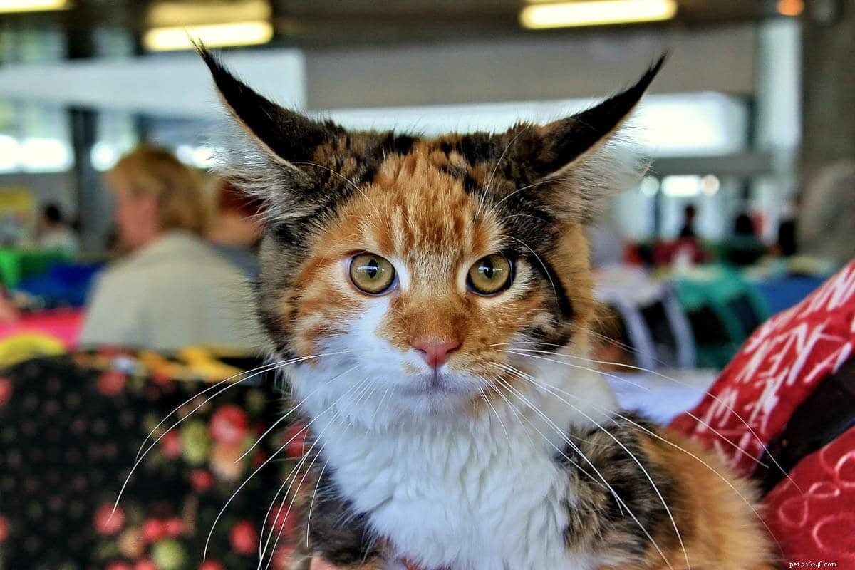 Top 15 Maine Coon Colors & Patterns: A Comprehensive Guide