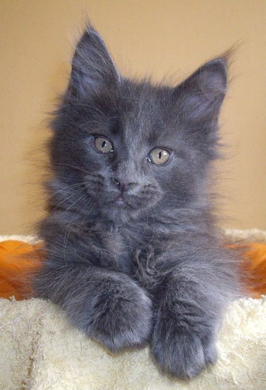 Top 15 Maine Coon Colors & Patterns: A Comprehensive Guide
