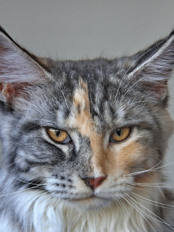 Top 15 Maine Coon Colors & Patterns: A Comprehensive Guide