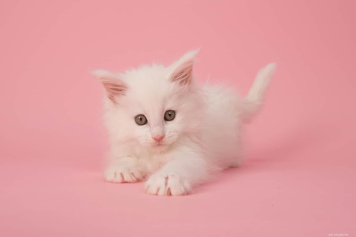 Top 15 Maine Coon Colors & Patterns: A Comprehensive Guide