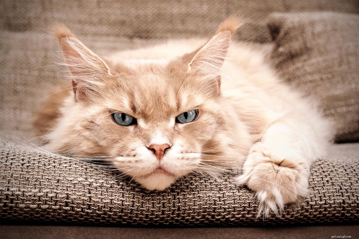 Top 15 Maine Coon Colors & Patterns: A Comprehensive Guide
