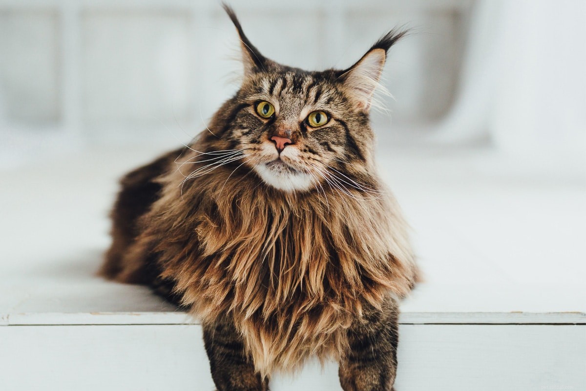 Top 15 Maine Coon Colors & Patterns: A Comprehensive Guide