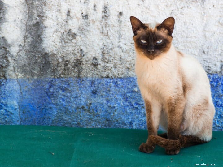 Explore the Top 13 Siamese Cat Colors: A Guide to Their Stunning Hues