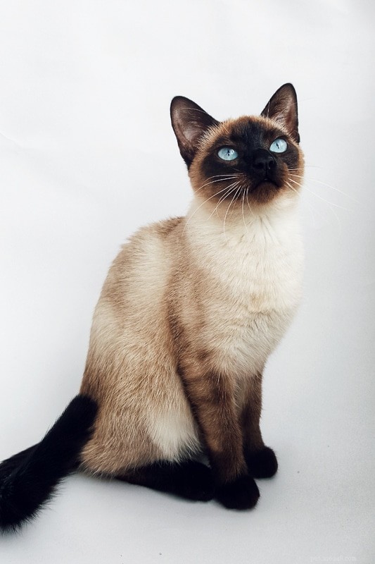 Explore the Top 13 Siamese Cat Colors: A Guide to Their Stunning Hues