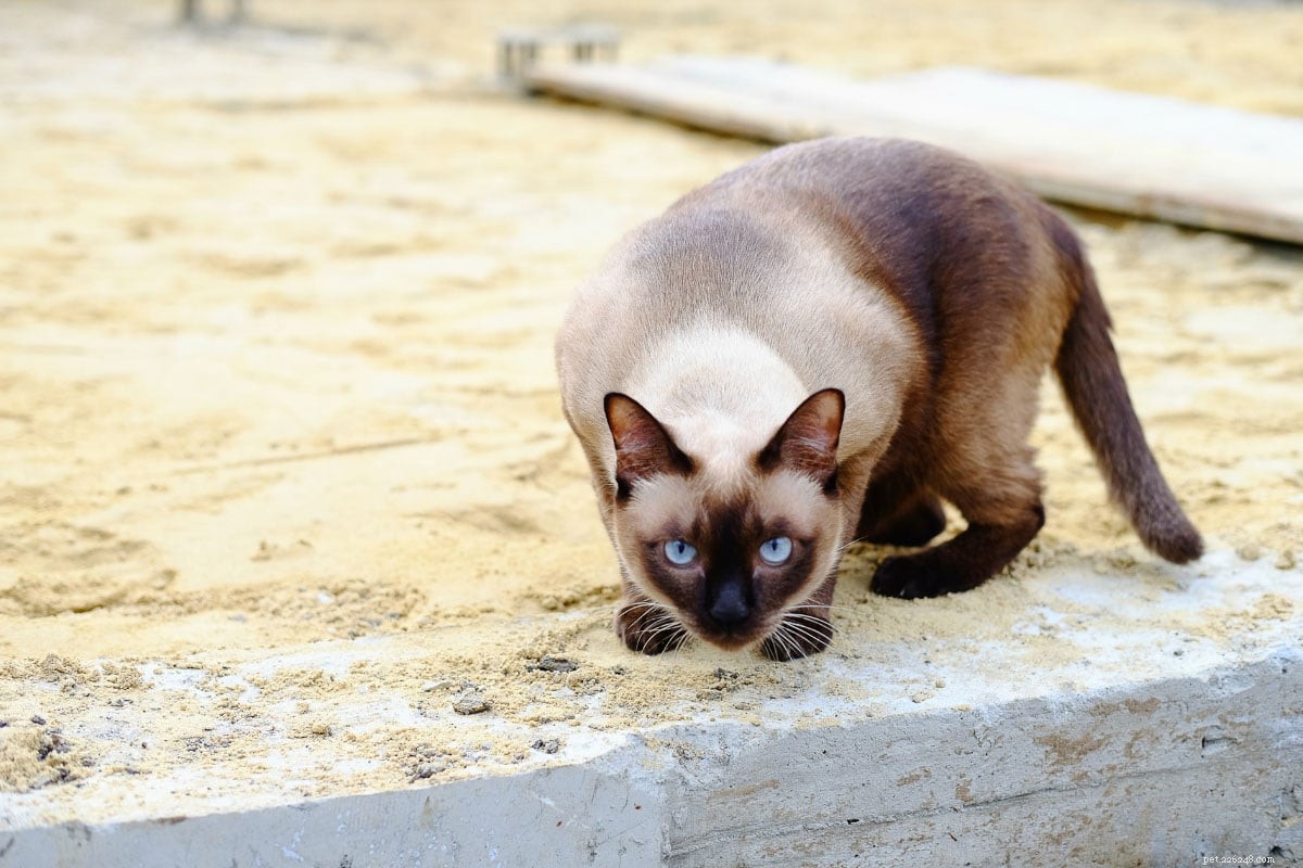 Explore the Top 13 Siamese Cat Colors: A Guide to Their Stunning Hues