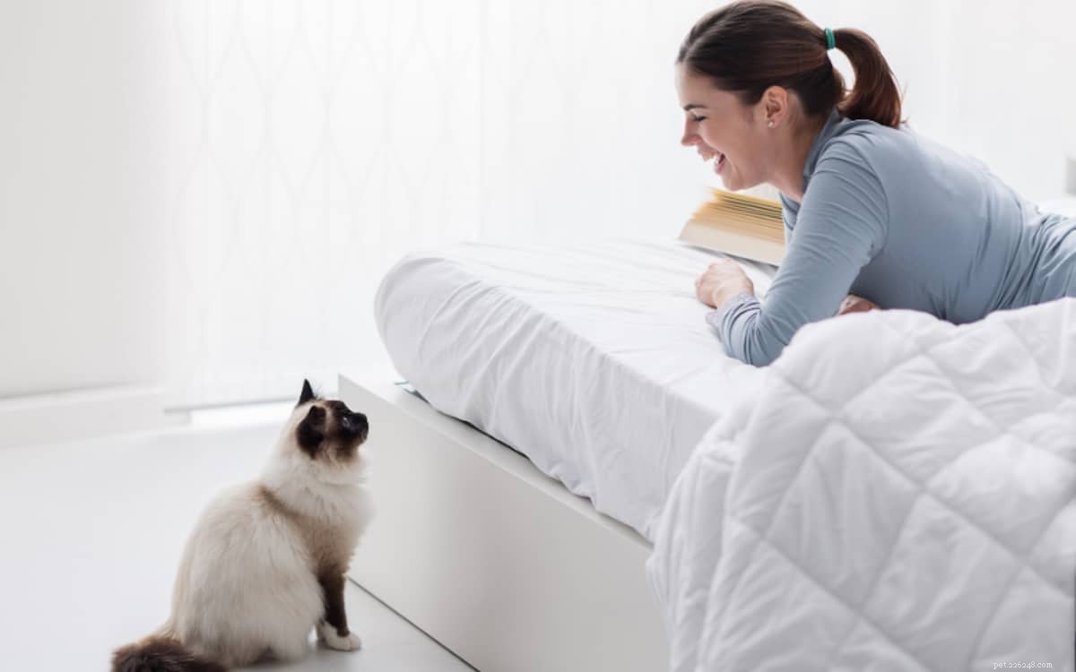 Explore the Top 13 Siamese Cat Colors: A Guide to Their Stunning Hues