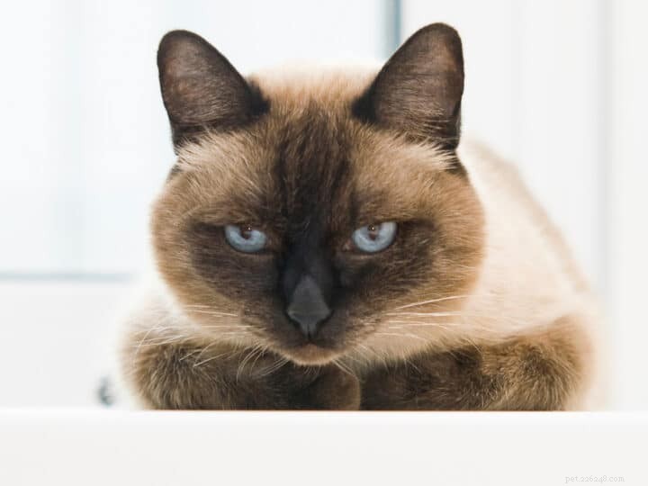 Discover the Distinctive Personality of Siamese Cats