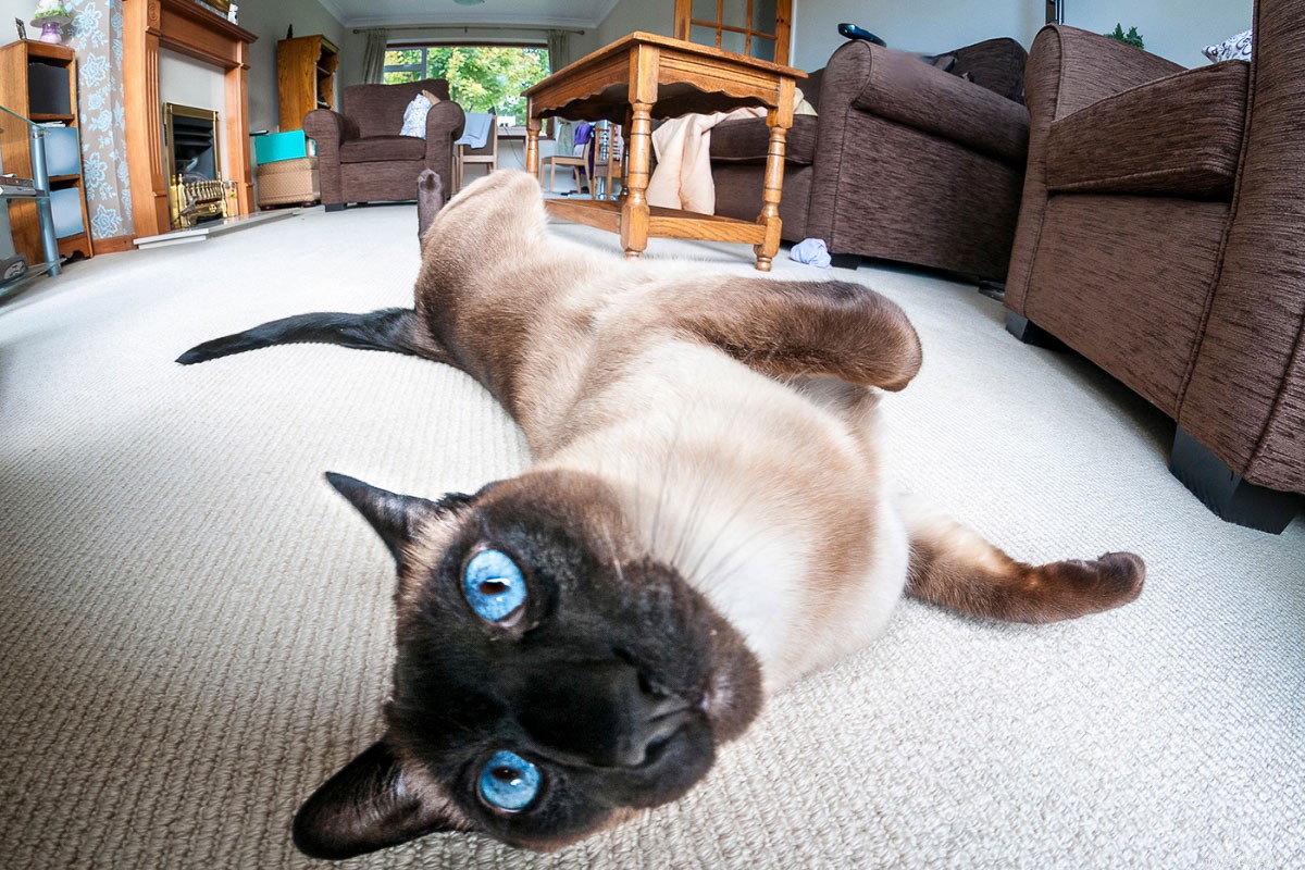 Discover the Distinctive Personality of Siamese Cats