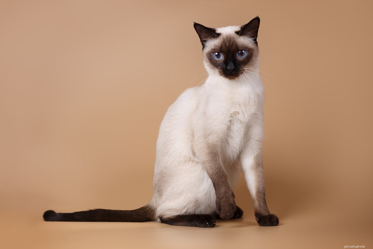 Discover the Distinctive Personality of Siamese Cats